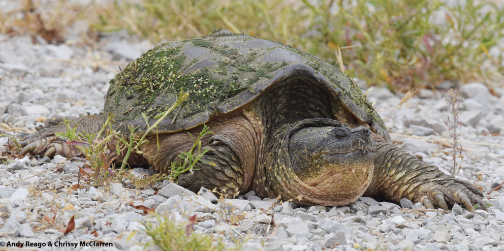 Critter Corner: Snapping Turtles - Chattahoochee Riverkeeper