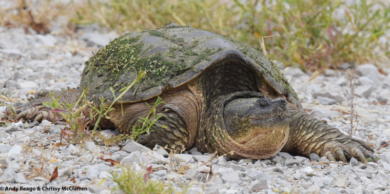 Critter Corner: Snapping Turtles – Chattahoochee Riverkeeper