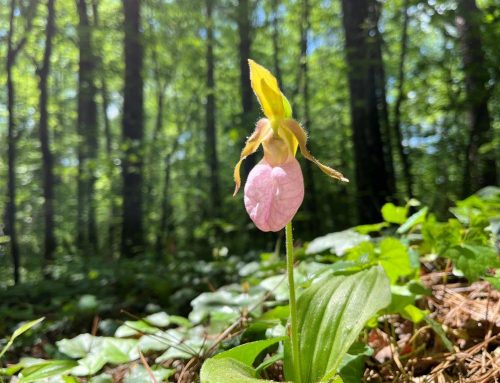 Flora Feature: Pink Lady Slipper Orchids