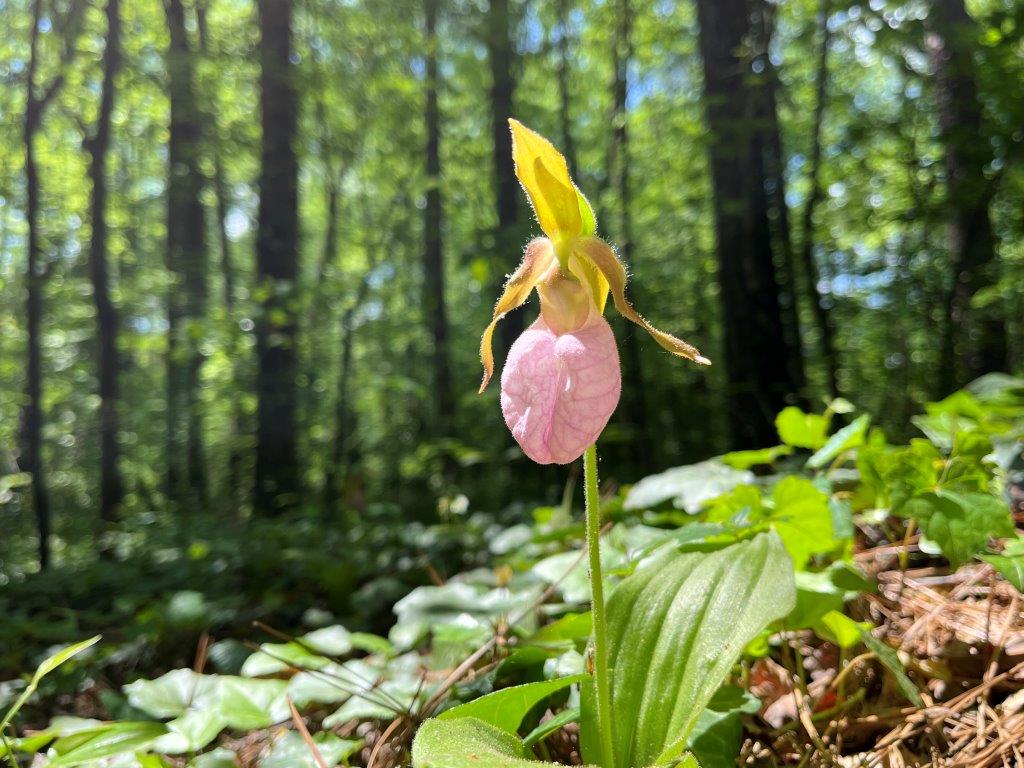 Wild Flowers of Nova Scotia - Pink Lady Slipper
