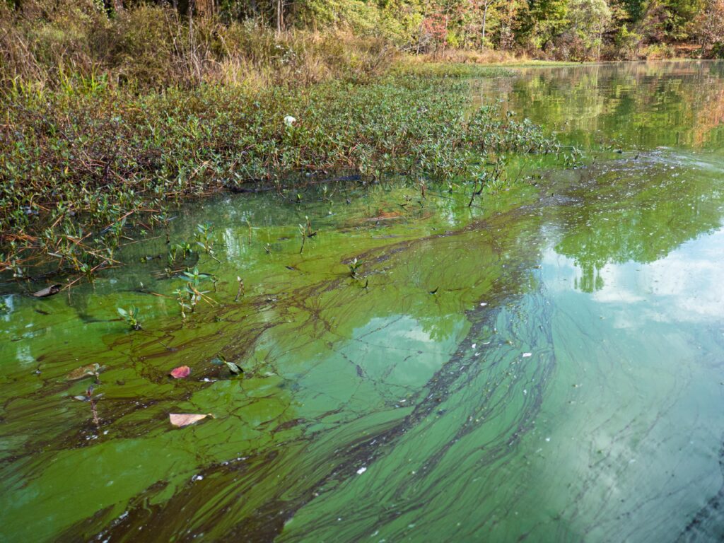 harmful algal bloom